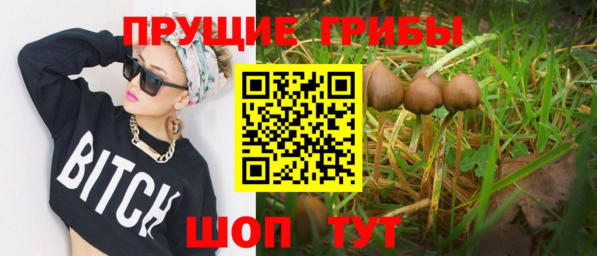 Шарыпово  Галлюциногенные грибы Psilocybine cubensis  Вход с VPN 